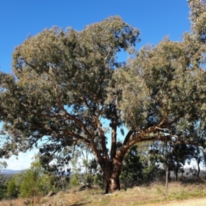 Eucalyptus melliodora at Cook, ACT - 25 Apr 2021