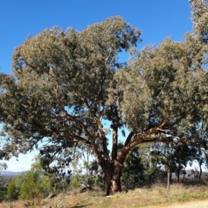 Eucalyptus melliodora at Mount Painter - 25 Apr 2021 02:35 PM