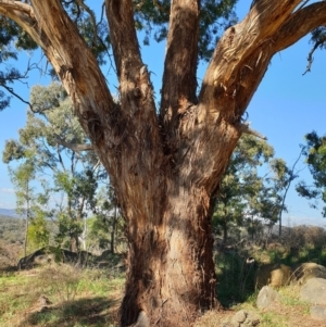 Eucalyptus melliodora at Mount Painter - 25 Apr 2021