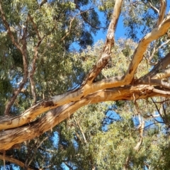 Eucalyptus melliodora at Cook, ACT - 25 Apr 2021
