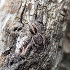 Maratus plumosus (Plumed Peacock Spider) at Bango, NSW - 24 Feb 2021 by CathB