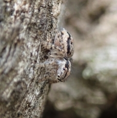 Maratus plumosus at Bango, NSW - 24 Feb 2021