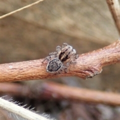 Maratus plumosus at Bango, NSW - 24 Feb 2021