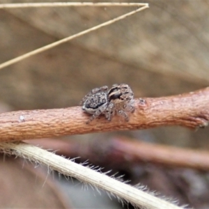 Maratus plumosus at Bango, NSW - 24 Feb 2021 02:21 PM