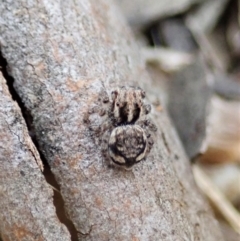 Maratus plumosus at Bango, NSW - 24 Feb 2021