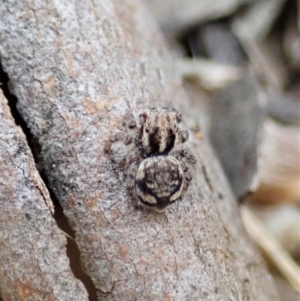 Maratus plumosus at Bango, NSW - 24 Feb 2021