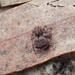 Maratus vespertilio (Bat-like peacock spider) at Bango Nature Reserve - 24 Feb 2021 by CathB