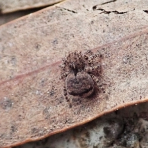 Maratus vespertilio at Bango, NSW - 24 Feb 2021