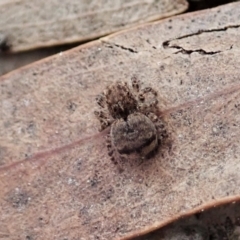 Maratus vespertilio at Bango, NSW - 24 Feb 2021