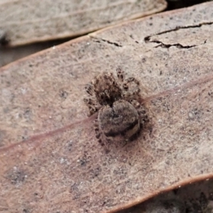 Maratus vespertilio at Bango, NSW - suppressed