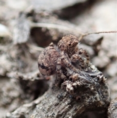 Maratus vespertilio at Bango, NSW - suppressed