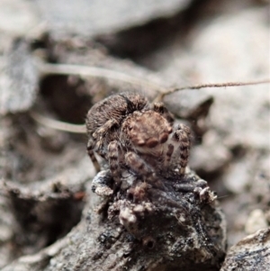 Maratus vespertilio at Bango, NSW - suppressed