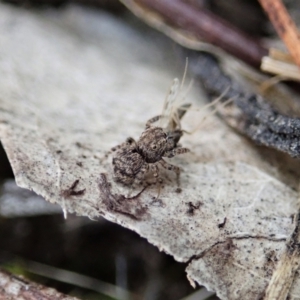 Maratus vespertilio at Bango, NSW - suppressed