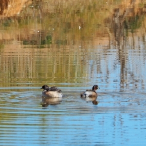 Tachybaptus novaehollandiae at Oaks Estate, ACT - 25 Apr 2021