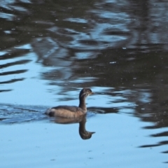 Tachybaptus novaehollandiae at Oaks Estate, ACT - 25 Apr 2021