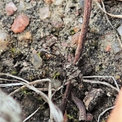 Paraoxypilus tasmaniensis (Black bark mantis or Boxing mantis) at Bango Nature Reserve - 24 Feb 2021 by CathB