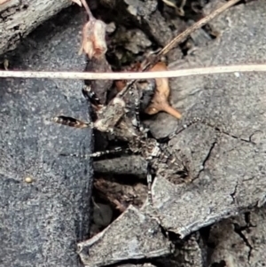 Paraoxypilus tasmaniensis at Bango, NSW - 24 Feb 2021