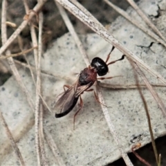 Scelionidae (family) (Scelionid wasp) at Bango, NSW - 24 Feb 2021 by CathB
