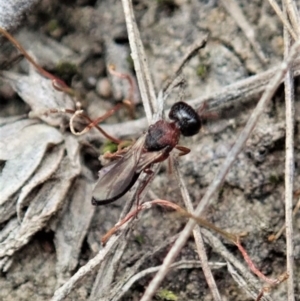 Scelionidae (family) at Bango, NSW - 24 Feb 2021 03:02 PM