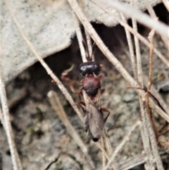 Scelionidae (family) at Bango, NSW - 24 Feb 2021