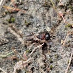 Scelionidae (family) at Bango, NSW - 24 Feb 2021 03:02 PM