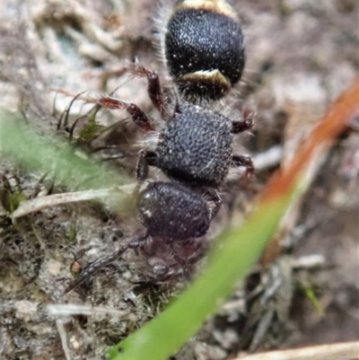 Mutillidae (family) (Unidentified Mutillid wasp or velvet ant) at Bango Nature Reserve - 24 Feb 2021 by CathB