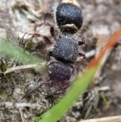 Mutillidae (family) (Unidentified Mutillid wasp or velvet ant) at Bango Nature Reserve - 24 Feb 2021 by CathB