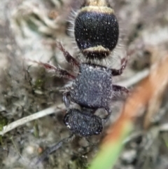 Mutillidae (family) at Bango Nature Reserve - 24 Feb 2021