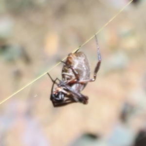 Trichonephila edulis at Symonston, ACT - 23 Apr 2021 09:24 AM