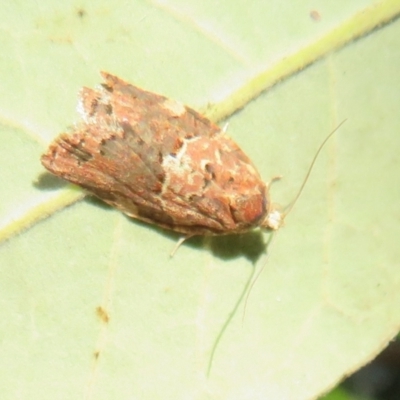 Epiphyas postvittana (Light Brown Apple Moth) at Flynn, ACT - 25 Apr 2021 by Christine