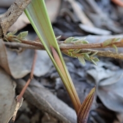 Lyperanthus suaveolens (Brown Beaks) at Aranda, ACT - 25 Apr 2021 by CathB