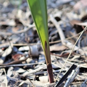 Lyperanthus suaveolens at Aranda, ACT - 25 Apr 2021