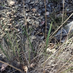 Lyperanthus suaveolens at Aranda, ACT - 25 Apr 2021