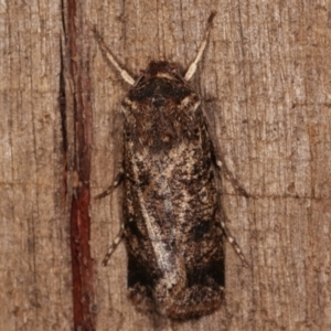 Agrotis porphyricollis at Melba, ACT - 23 Apr 2021