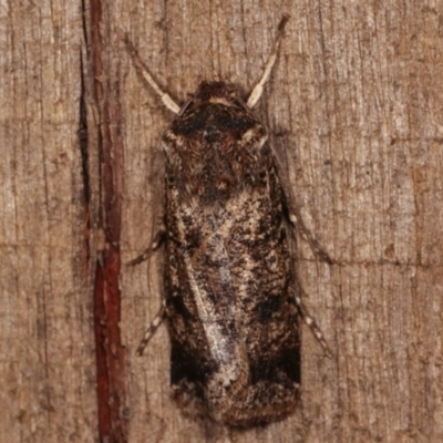 Agrotis porphyricollis (Variable Cutworm) at Melba, ACT - 23 Apr 2021 by kasiaaus