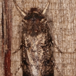 Agrotis porphyricollis at Melba, ACT - 23 Apr 2021