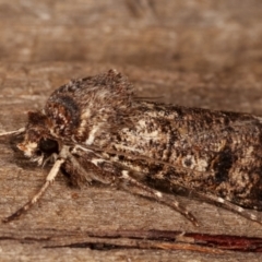 Agrotis porphyricollis at Melba, ACT - 23 Apr 2021 09:09 PM