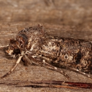 Agrotis porphyricollis at Melba, ACT - 23 Apr 2021