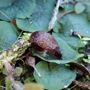 Corysanthes hispida at Point 4081 - suppressed