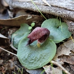 Corysanthes hispida at Point 4081 - suppressed