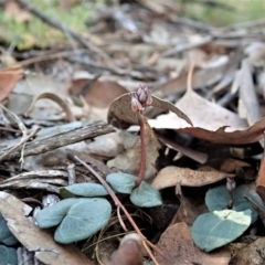 Acianthus collinus (Inland Mosquito Orchid) at Aranda Bushland - 25 Apr 2021 by CathB