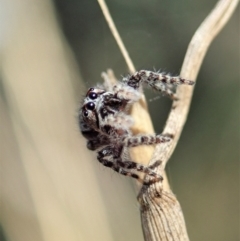 Clynotis severus (Stern Jumping Spider) at Aranda Bushland - 25 Apr 2021 by CathB