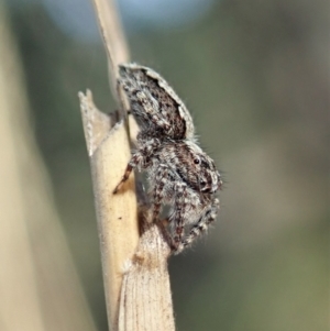 Clynotis severus at Holt, ACT - 25 Apr 2021 02:00 PM