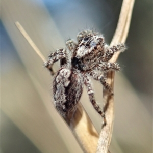 Clynotis severus at Holt, ACT - 25 Apr 2021 02:00 PM