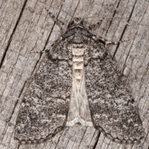 Smyriodes undescribed species nr aplectaria at Melba, ACT - 23 Apr 2021