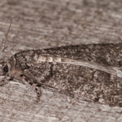 Smyriodes undescribed species nr aplectaria at Melba, ACT - 23 Apr 2021 09:11 PM