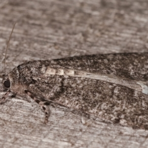 Smyriodes undescribed species nr aplectaria at Melba, ACT - 23 Apr 2021