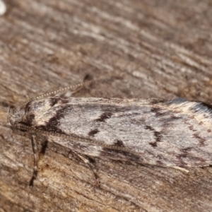 Palimmeces undescribed species nr hemiphanes at Melba, ACT - 23 Apr 2021