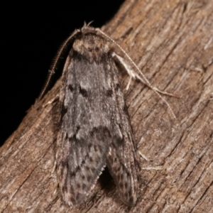 Palimmeces undescribed species nr hemiphanes at Melba, ACT - 23 Apr 2021