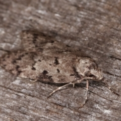 Palimmeces undescribed species nr hemiphanes at Melba, ACT - 23 Apr 2021